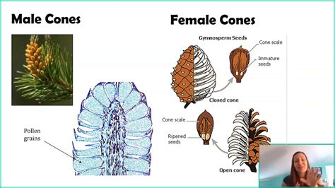 Types Of Gymnosperm Plants