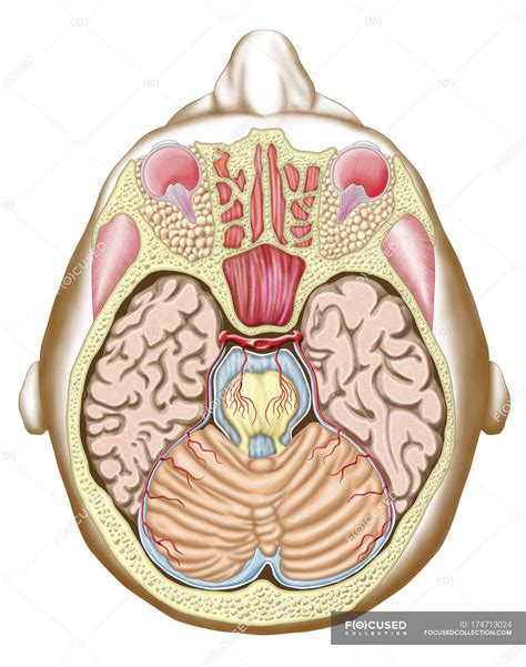 Medical illustration of the midbrain transverse section — structure ...