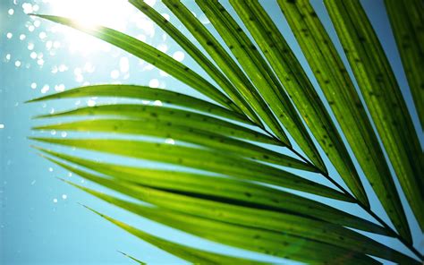 🔥 [50+] Palm Leaves Wallpapers | WallpaperSafari