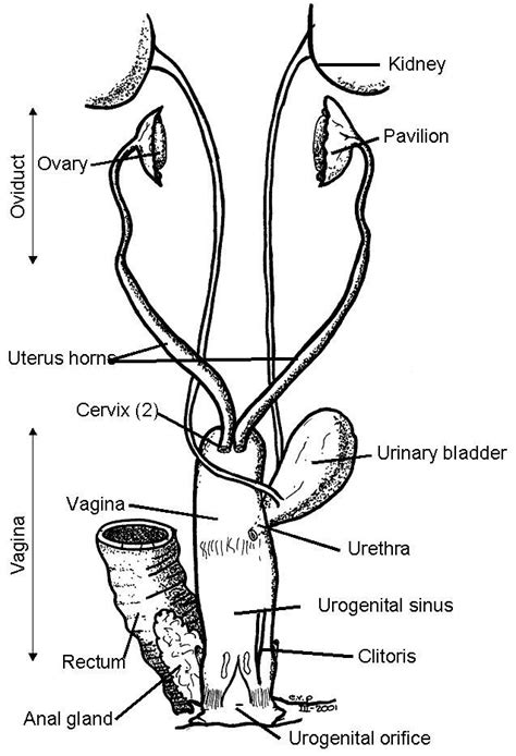 MediRabbit | Female rabbit, Rabbit anatomy, Rabbit