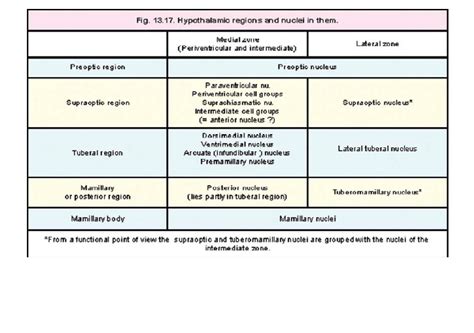 Subdivisions of the Hypothalamus