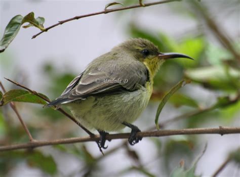 More Purple Sunbird, Female this Time – Travel Tales from India and Abroad