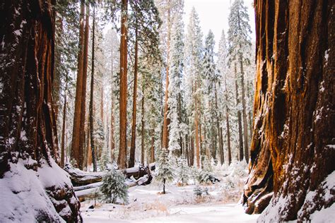 Visiting Kings Canyon & Sequoia National Parks in the Winter — Beyond ...