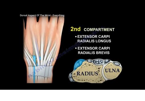 Wrist extensor compartments - evolutiondop