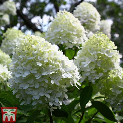 Hydrangea Lime Light | ubicaciondepersonas.cdmx.gob.mx