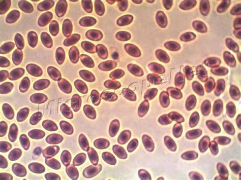 OMAX MicroscopeNet: Phase Contrast Microscopy