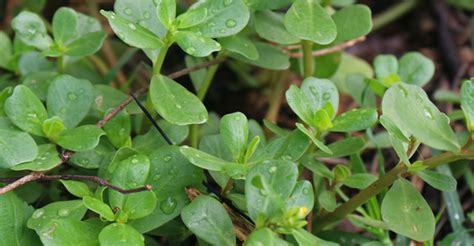 Purslane Identification and Uses: A Plant Profile | The Survival Gardener