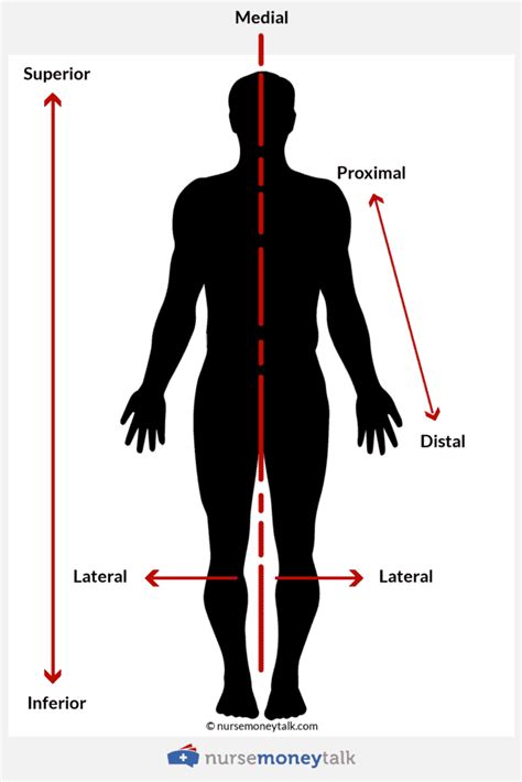 Proximal vs Distal (Examples, Diagram) - Nurse Money Talk