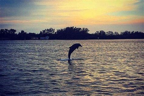 Anna Maria Island Dolphin Sunset Tour: Triphobo