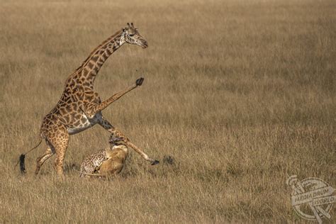 Gallant Act of a Giraffe Mother: Courageously Shielding Her Calf from a ...