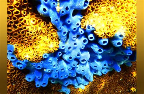 Sea Sponge - Description, Habitat, Image, Diet, and Interesting Facts