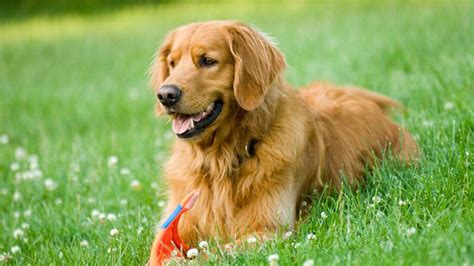 Chó Golden Retriever và #5 cách chăm sóc ít ai biết