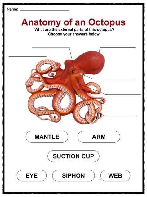 Octopus Facts, Worksheets & Habitat Information For Kids | Biology for ...