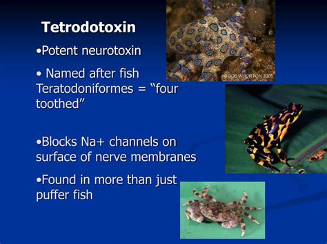 PPT - Tetrodotoxin produced by Pufferfish PowerPoint Presentation, free ...