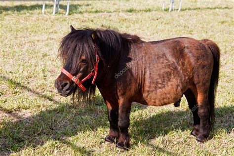 Dwarf Horse Stock Photo by ©FedericoPhoto 3256443