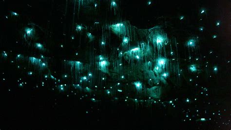 Waitomo Glowworm Caves | Nate's Nature Blog