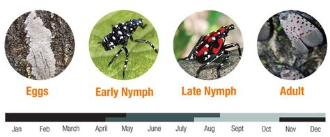 Bug-A-Salt insect-killing gun: Worth a shot against spotted lanternfly ...