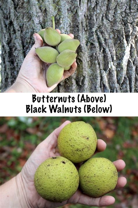 Foraging Butter Nuts (Juglans cinerea): Butternut Tree Identification ...