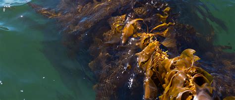 UNE researchers examine kelp farming’s benefits to the ecosystem