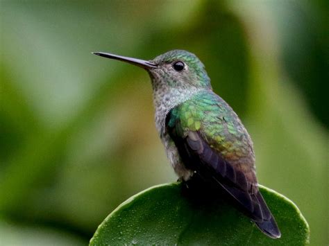 Blue-chested Hummingbird - eBird