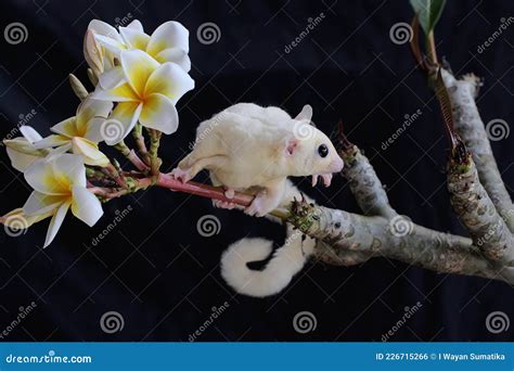 A Leucistic Sugar Glider Petaurus Breviceps is Looking for Food. Stock ...