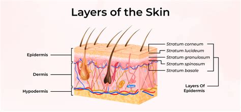 Skin-Layer, Structure, and Functions