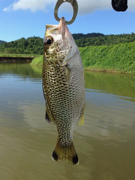 Fish Species Of North Queensland - Jungle Perch