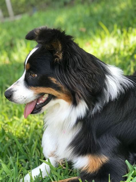 Black Tri color Aussie (Australian Shepherd) | Miniature american ...