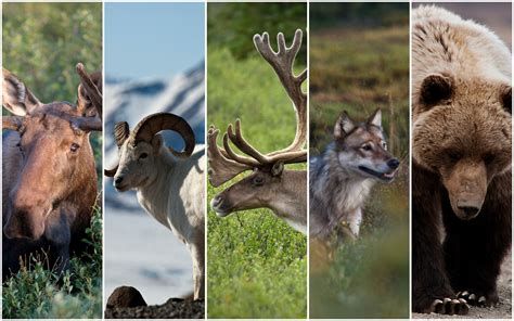 Denali National Park Wildlife: The Big Five | MapQuest