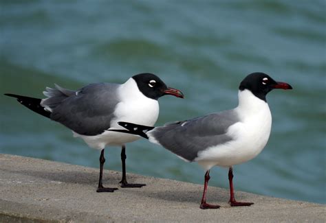 Laughing Gull -Breeding Plumage | Week 9 of Project 7 x 52 A… | Flickr