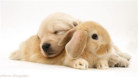 Pets: Baby sandy Lop rabbit with Golden Retriever pup photo WP10579