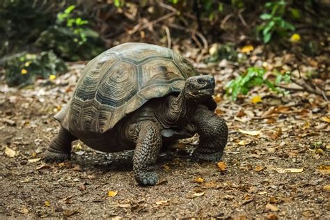 11 Unique Animals You Have To See In The Galapagos Islands, Ecuador ...