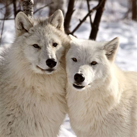 Arctic Wolf Wallpapers - Wallpaper Cave