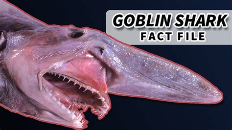 Goblin Shark Facts: Nightmare of the Deep | Animal Fact Files - YouTube