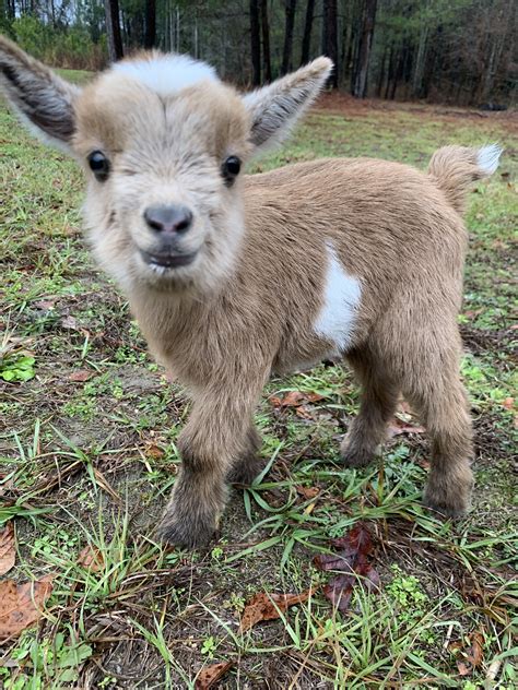 Nigerian Dwarf Goat | Baby farm animals, Baby animals funny, Cute goats