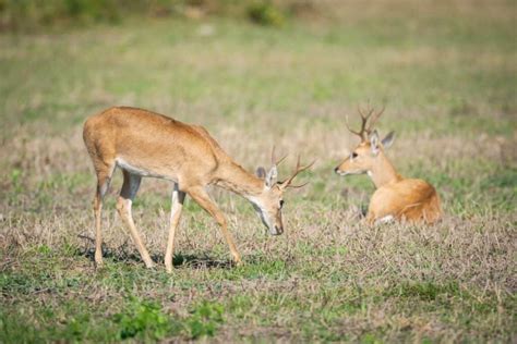 The Pampas Deer - Deer and Forests