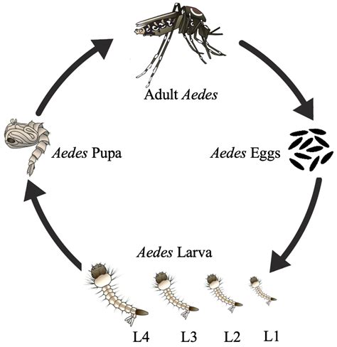 Aedes Mosquito Eggs