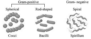 Bacillus Shape