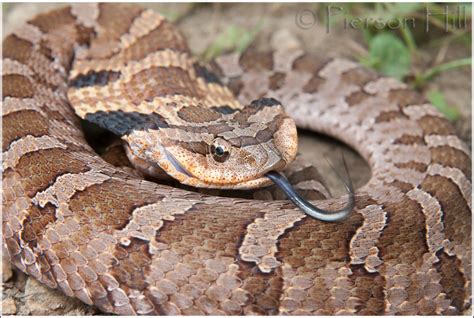 Eastern Hognose Snake (Heterodon platirhinos) - a photo on Flickriver