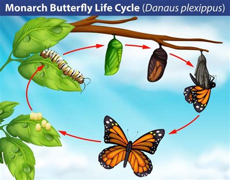 Monarch butterfly life cycle 296098 Vector Art at Vecteezy