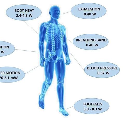 Human body energy sources and related power | Download Scientific Diagram