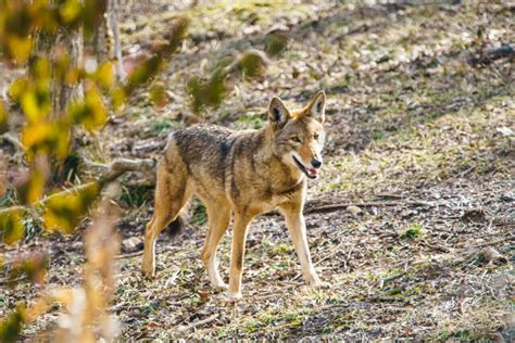 American Red Wolves - Endangered Wolf Center