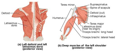 Muscles of the Pectoral Girdle and Upper Limbs | Anatomy and Physiology I