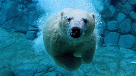 Polar Bear Swimming Underwater Image - ID: 309260 - Image Abyss