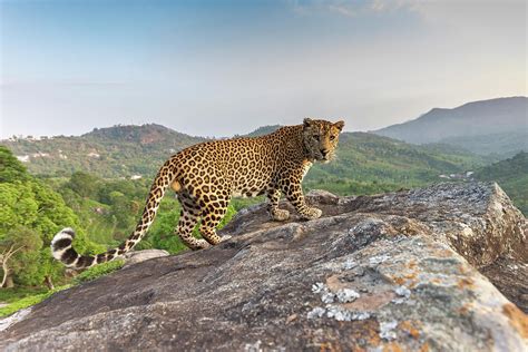 Indian Leopard On Rock, Nilgiri Biosphere Reserve, India Photograph by ...