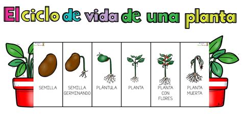 Etapas Del Ciclo De Vida De Una Planta Con Flor Free Nude Porn Photos ...