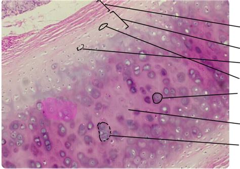 Tracheal Cartilage Histology