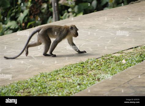 Monkey Walking High Resolution Stock Photography and Images - Alamy