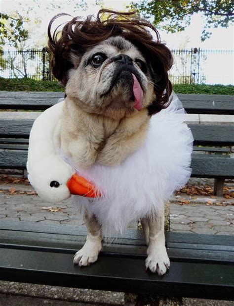 The 25 Insanely Funny Dog Costumes Ever