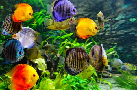 Wet Habitat: Fish, Plants and Aquariums North Vancouver British ...